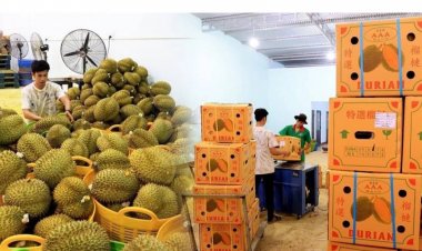 ปลดล็อคทุเรียนไทย!ประเดิมส่งออกล็อตแรกไปจีน