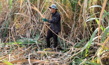 เกษตรกรเมืองพิมายไม่กลัวถูกตัดสิทธิ์ เพราะตัดอ้อยสดเข้าโรงงาน