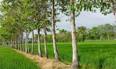 ต้นยางนานั้นมีค่าดั่งทองคำ...เจาะน้ำมันยางนำมาเติมเครื่องกลการเกษตรได้