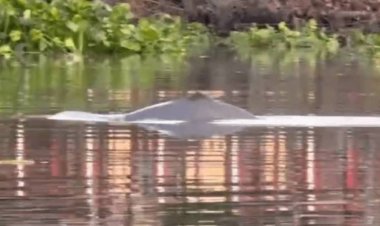 ฮือฮา!ปลาโลมาอิรวดีโผล่หากินในแม่น้ำปราจีนบุรี หลังทะเลหนุนสูง