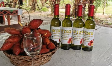 สวนสละ "ลุงถัน"พัทลุง เจ้าแรกของไทย แปรรูป "ไวน์ สละลอยแก้ว ผง"ป้อนตลาดโลก