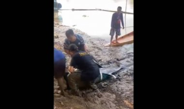 เศร้า!ปลาโลมาอิรวดีโผล่หากินในแม่น้ำปราจีนบุรีตายแล้วจากบาดเจ็บสาหัส