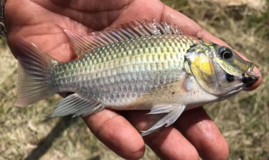 ความเห็นที่ไม่ควรมองข้าม : กรณีปลาหมอคางดำ