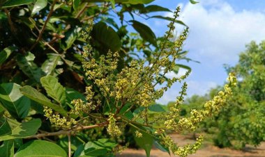 พยากรณ์ไม้ผลตะวันออก ปี 68 รอบ 2 รวมกว่า 1.45 ล้านตัน