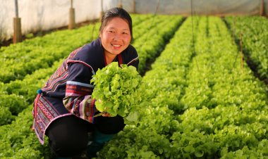 สวพส.สร้างชุมชนสีเขียว นำความรู้โครงการหลวงลดหมอกควันบนพื้นที่สูง