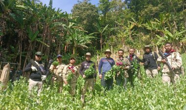 ศป.ปส.อ.บ้านตาก สนธิกำลังทำลายต้นฝิ่นลักลอบปลูกในพื้นที่ป่าบ้านขุนห้วยตาก