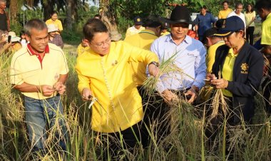 กระบี่เตรียมความพร้อมเกษตรกรเปลี่ยนพื้นที่การปลูกปาล์มน้ำมันมาปลูกข้าว