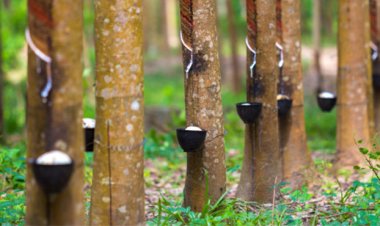 แนวโน้มอุตสาหกรรมยางพาราแปรรูปปี 2025 หดตัวจากศก.โลกเติบโตชะลอลง