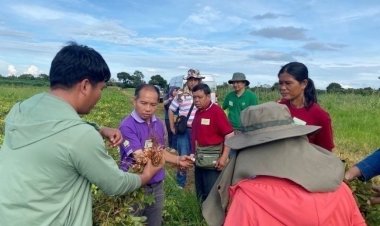 "KU ARDA 20"ถั่วลิสงพันธุ์ใหม่ ทนโรค ใช้น้ำน้อย ผลผลิตสูง