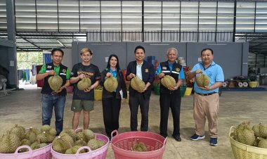 คาดทุเรียนใต้นอกฤดูกาลจะมีปริมาณผลผลิตรวมมากกว่า 13,000 กว่าตัน