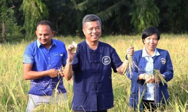 “เก็บข้าวนาเล เสน่ห์นาดอน”อนุรักษ์ภูมิปัญญาท้องถิ่นกว่า “200 ปี”