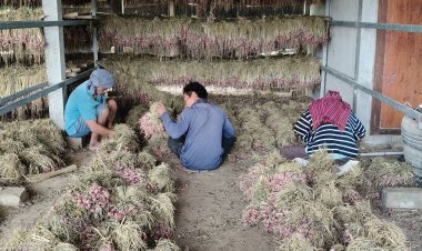 ศรีสะเกษจัดใหญ่!งาน "พริก หอมแดง กระเทียม ของดีอำเภอกันทรารมย์" โชว์ผลผลิตทางการเกษตร