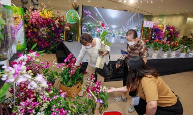 กล้วยไม้สกุลช้างพืชเศรษฐกิจสร้างรายได้เกษตรกรไทยยั่งยืน