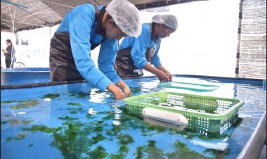 ยก “สาหร่ายทะเล” เป็นต้นแบบผลิตภัณฑ์ที่เพิ่มมูลค่าสร้างโอกาสให้ชุมชน