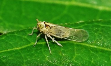 ยันเพลี้ยกระโดดหลังขาวไม่เป็นอันตรายต่อมนุษย์ พร้อมแนะวิธีกำจัด