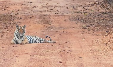 เจ้าป่าคืนถิ่นพบครอบครัวเสือโคร่งโผล่ทับลานคาดในป่ามีเกือบ 30 ตัว