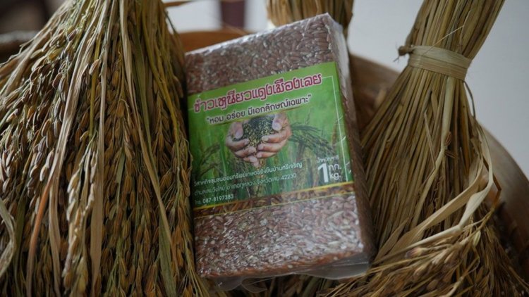 ดันมูลค่า'ข้าวเหนียวแดง เมืองเลย'ตอบโจทย์ตลาดซูเปอร์ฟู้ดส์
