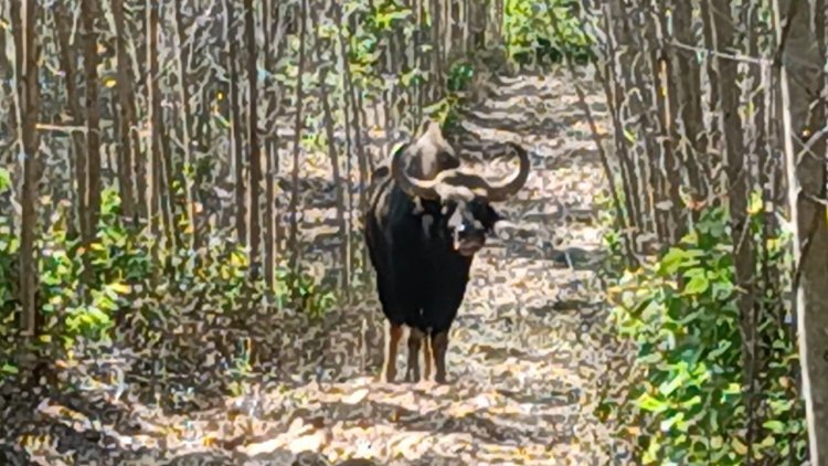 กระทิงตาบอดดุไล่ขวิดนักข่าว-จนท.อุทยานฯทับลานวิ่งหนีตายวุ่น