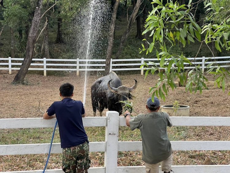 ขนย้ายกระทิงตาบอดไปดูแลที่ยุทยานฯเขาใหญ่ 2 (ผากระดาษ)เรียบร้อยแล้ว