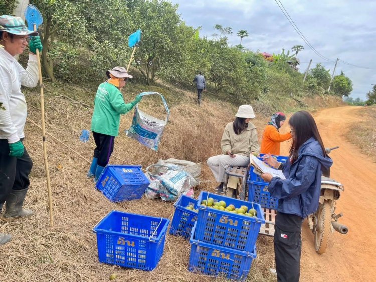 สศก. สำรวจพื้นที่ปลูกส้มเขียวหวาน 4 จังหวัด ด้วยเทคโนโลยีภูมิสารสนเทศ