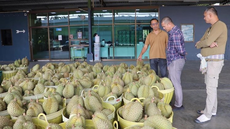 ตรุษจีน!ผู้ประกอบการ-ชาวสวนกระอักเลือด ทุเรียนส่งออกจีนไม่ได้ เสียหายพันล้านบาท