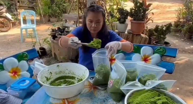 สาวอุทัยธานีเลี้ยงไข่ผำพืชน้ำล้ำค่า ขาย 1 โล 50-100 บาท สร้างรายได้งาม