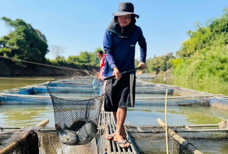 "ปลานิล-ปลาทับทิม" ลำน้ำพองขึ้นห้าง เกษตรกรยิ้ม ชูคาวน้อย-บริหารจัดการดี