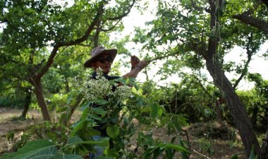 ยก“ต้นสะเดา”หนึ่งในต้นไม้มูลค่าเศรษฐกิจชั้นดีแห่งอนาคต