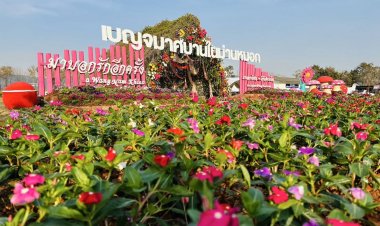 ดอกเบญจมาศบานสะพรั่ง ต้อนรับเดือนแห่งความรัก @ วังน้ำเขียว