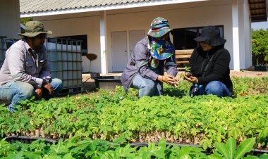 “UBE”ผนึกภาครัฐ เกษตรกร พัฒนาพันธุ์มันสำปะหลัง ‘อิทธิ’ต้านโรคไวรัสใบด่าง
