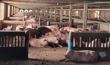 “เกษตรทฤษฎีใหม่”เปลี่ยนมูลสุกรสู่พลังงานทดแทนในรูปของก๊าซชีวภาพ