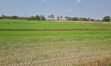 ชาวนาลุ่มน้ำลำตะคองฝืนทำนาปรังกว่า 6,000 ไร่ ไม่สนคำเตือนชลประทานงดปล่อยน้ำให้