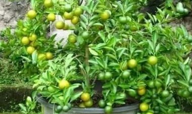 เปิดเคล็ดลับวิธีการทำให้มะนาวออกผลนอกฤดู