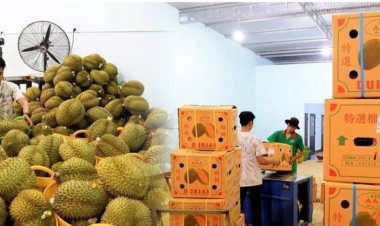 เกาะติดการแก้ไขปัญหาสารปนเปื้อนในทุเรียนส่งออกจีน