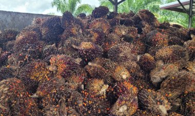 ปาล์มน้ำมันราคาพุ่งรับเศรษฐกิจโลกขยายตัว คาดปี '68 ผลผลิตไทยยังคงเพิ่มขึ้น