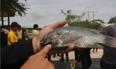 เทคโนโลยี "4n"ความหวังในการจัดการปลาหมอคางดำ