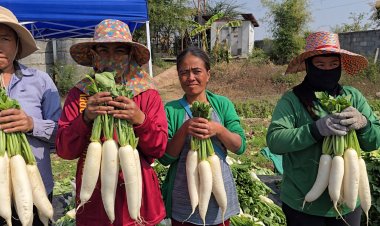 เกษตรกรขอนแก่นปลูกหัวไชเทาหลังเกี่ยวข้าวเสร็จขายสร้างรายได้ 1.6 แสนต่อปี