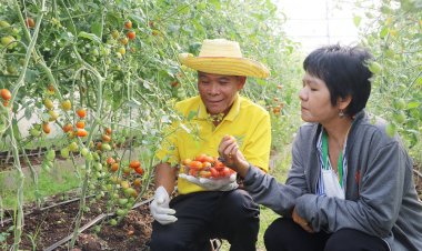 เกษตรกรเมืองโอ่งสร้างโรงเรือนปลูก "มะเขือเทศ"อินทรีย์ 3 เดือนรับเงินแสน