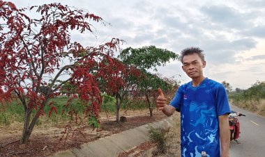 เคยเห็นกันไหม!... ชวนชมถนนประดู่แดงหากดูยาก ออกดอกสะพรั่งที่ครบุรี