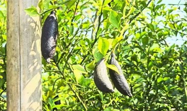 ขอนแก่นก็ปลูกได้ “มะนาวคาเวียร์”พืชศก.ตัวใหม่ ทำรายได้หลักแสน