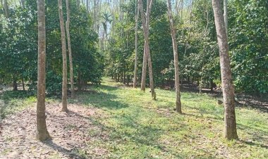 "ทรัมป์"เปิดสงครามภาษีโลกวงการค้ายางสะเทือนฉุดราคาผันผวน