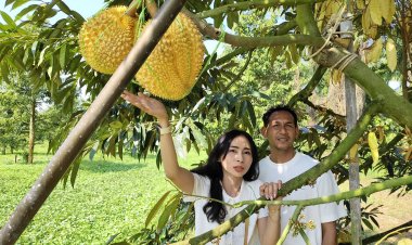 หนึ่งเดียวในโลก ทุเรียนศรีทอง(ถ้ำสิงห์) ผลไม้มงคล ของดีเมืองชุมพร