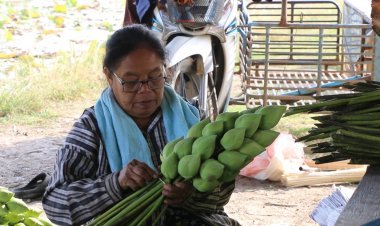 เจ้าของนาบัวขอนแก่นเผยยอดดอกบัวรับวันมาฆบูชาซบเซา