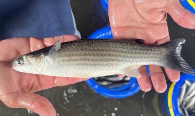 กรมประมงหนุนฟื้นฟูบ่อกุ้งร้างสร้างทางเลือกใหม่ให้เกษตรกร