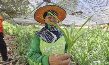 เกษตรกรโคราช เปลี่ยนไร่มันปลูกใบเตย สร้างรายได้หลักหมื่น เก็บขายได้หลายปี