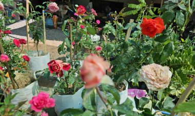 วาเลนไทน์เมืองปราจีนฯคึกคัก พ่อค้าแม่ค้าขนต้นกุหลาบ-ดอกกุหลาบขายลูกค้า