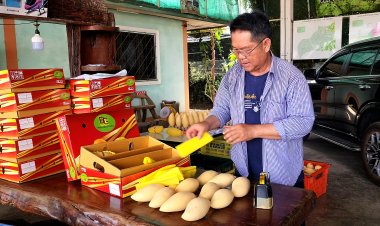 ชาวสวนมะม่วงวังทับไทรเมืองชาละวันครวญราคาผลผลิตตกวูบเชิญชวนช่วยกันบริโภคไม้ผลของไทย