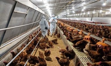 กรมปศุสัตว์บังคับใช้มาตรฐาน GAP ฟาร์มไก่ไข่ สำหรับผู้เลี้ยงรายใหญ่