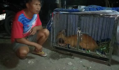 พลเมืองดีพบเก้งป่าโผล่กลางดึกในหมู่บ้านจับใส่กรงรอเจ้าหน้าที่มารับตัว