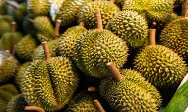 นฤมล มั่นใจทุเรียนไทยไร้สารปนเปื้อน ยังครองส่วนแบ่งตลาดในจีน 57%